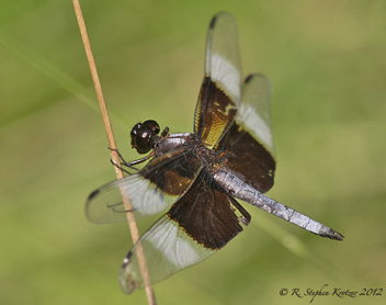 Libellula luctuosa, male